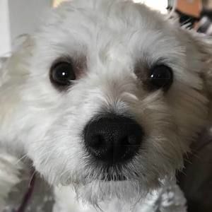 Meet your Posher, Shelly